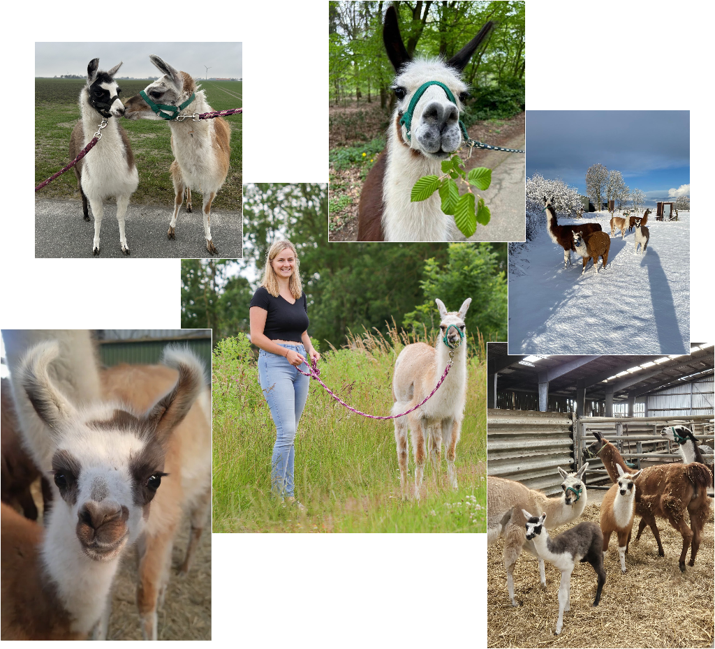 Bilder von zahmen Lamas in der freien Natur und in einem geräumigen Stall. Und eine Frau die ein Lama an der Leine führt.