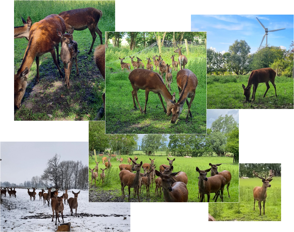 Neugierige Hirsche, Hirschkühe- und Kälber in der grünen weiten ostfriesischen Landschaft.