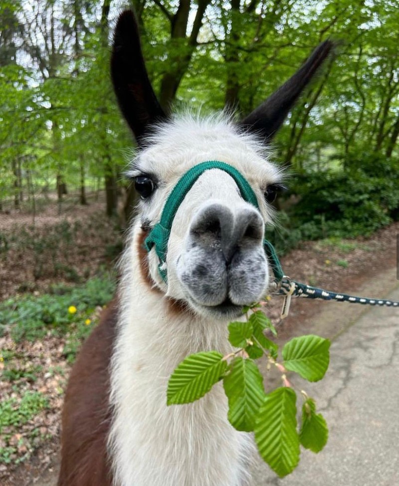 Ein Lama das Birkenblätter frisst