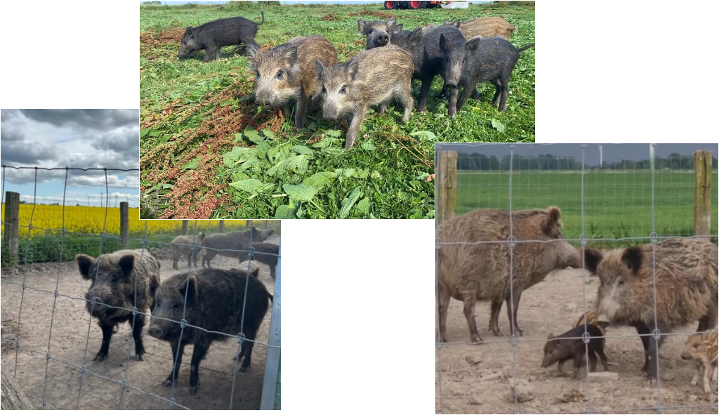 Bilder von Wildschweinen mit Jungen die neugierig schauen.