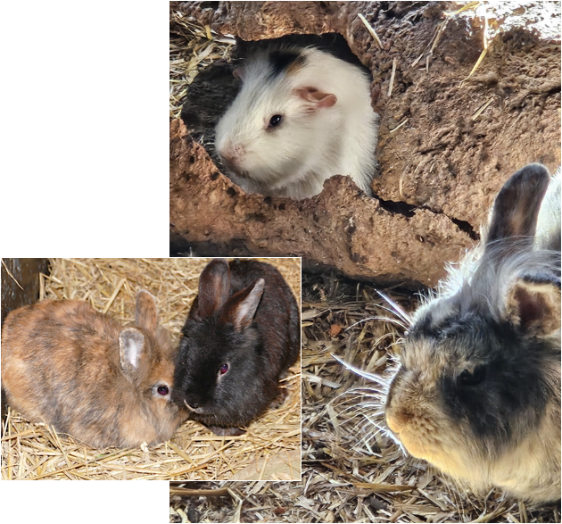 Kaninchen und Meerschweinchen in ihrem Nest aus Stroh.