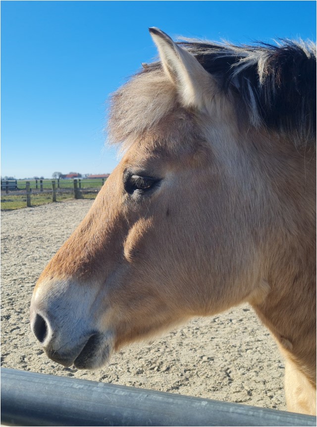 Ein Ponykopf mit hellbraunem Fell von der Seite das nach links schaut.