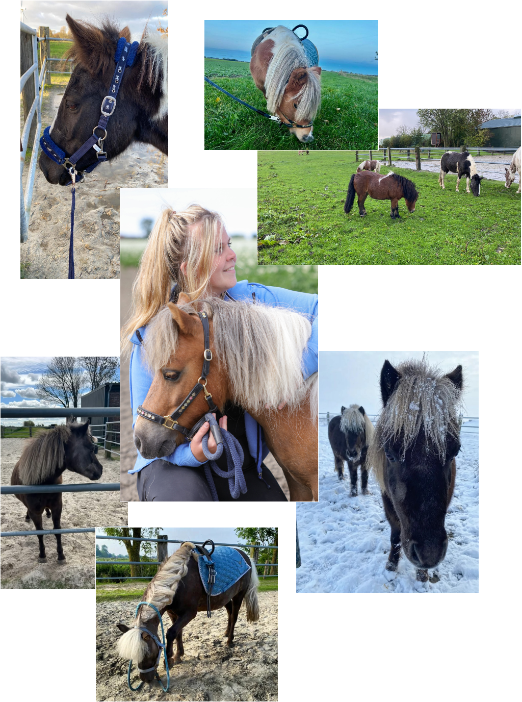 Bilder von Ponys die fressen und laufen auf Wiesen, Schnee und Sand. Sowie eine Frau die ein Pony liebevoll in den Arm nimmt und streichelt.